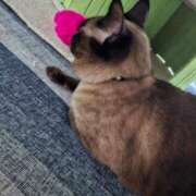 ヒメ日記 2025/08/30 07:08 投稿 ゆず 川崎・東横人妻城