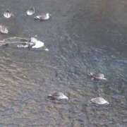 ヒメ日記 2026/01/07 22:35 投稿 ゆず 川崎・東横人妻城