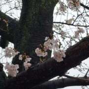 ヒメ日記 2026/03/26 15:17 投稿 ゆず 川崎・東横人妻城