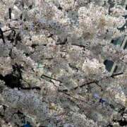 ヒメ日記 2026/03/31 12:24 投稿 ゆず 川崎・東横人妻城