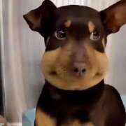 ヒメ日記 2025/04/05 09:16 投稿 ウララ エピソード(品川)