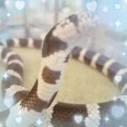 ヒメ日記 2025/07/18 11:16 投稿 ウララ エピソード(品川)