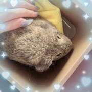 ヒメ日記 2026/05/28 12:46 投稿 ウララ エピソード(品川)