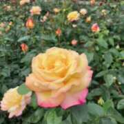 ヒメ日記 2025/05/09 18:08 投稿 きりこ 吉祥寺人妻研究会