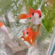 ヒメ日記 2025/04/08 08:51 投稿 りか 愛知弥富ちゃんこ