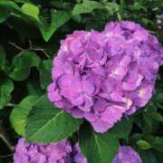 ヒメ日記 2025/06/12 08:21 投稿 りか 愛知弥富ちゃんこ