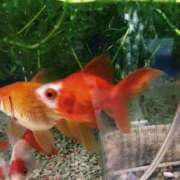 ヒメ日記 2025/06/17 14:51 投稿 りか 愛知弥富ちゃんこ