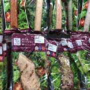 ヒメ日記 2025/07/05 21:41 投稿 りか 愛知弥富ちゃんこ