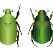 ヒメ日記 2025/08/02 08:11 投稿 りか 愛知弥富ちゃんこ