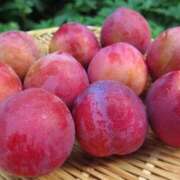 ヒメ日記 2025/08/18 09:01 投稿 りか 愛知弥富ちゃんこ