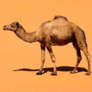 ヒメ日記 2025/08/24 23:51 投稿 りか 愛知弥富ちゃんこ