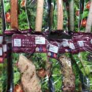 ヒメ日記 2025/08/28 16:06 投稿 りか 愛知弥富ちゃんこ