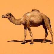 ヒメ日記 2025/09/03 01:31 投稿 りか 愛知弥富ちゃんこ