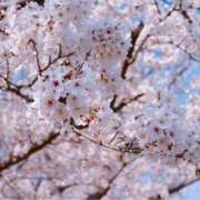 ヒメ日記 2025/04/22 12:33 投稿 はるひ マリン宮殿雄琴店