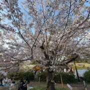 ヒメ日記 2026/04/17 06:45 投稿 きさき 大奥 梅田店