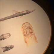 ヒメ日記 2025/01/31 10:00 投稿 マコト リッチドールなんば店