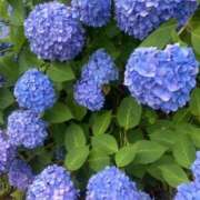 ヒメ日記 2025/07/15 21:51 投稿 藤川 熟女の風俗最終章 横浜本店