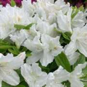 ヒメ日記 2025/07/21 10:35 投稿 藤川 熟女の風俗最終章 横浜本店