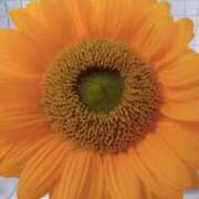 ヒメ日記 2025/08/01 09:24 投稿 藤川 熟女の風俗最終章 横浜本店