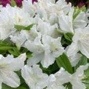 ヒメ日記 2025/09/16 07:44 投稿 藤川 熟女の風俗最終章 横浜本店