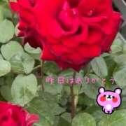 ヒメ日記 2025/04/01 11:42 投稿 宮野　とうこ ソープランド蜜 人妻・美熟女専門店