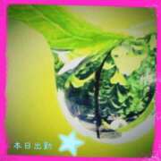 ヒメ日記 2025/04/03 09:47 投稿 宮野　とうこ ソープランド蜜 人妻・美熟女専門店