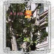 ヒメ日記 2025/04/10 12:49 投稿 宮野　とうこ ソープランド蜜 人妻・美熟女専門店