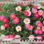 ヒメ日記 2025/04/11 10:02 投稿 宮野　とうこ ソープランド蜜 人妻・美熟女専門店