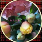 ヒメ日記 2025/04/22 12:42 投稿 宮野　とうこ ソープランド蜜 人妻・美熟女専門店