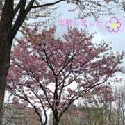 ヒメ日記 2025/04/25 18:45 投稿 宮野　とうこ ソープランド蜜 人妻・美熟女専門店