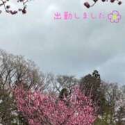 ヒメ日記 2025/04/27 18:42 投稿 宮野　とうこ ソープランド蜜 人妻・美熟女専門店