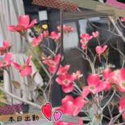 ヒメ日記 2025/05/08 09:52 投稿 宮野　とうこ ソープランド蜜 人妻・美熟女専門店