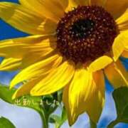 ヒメ日記 2025/08/31 18:42 投稿 宮野　とうこ ソープランド蜜 人妻・美熟女専門店