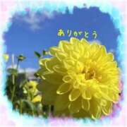 ヒメ日記 2025/11/03 11:47 投稿 宮野　とうこ ソープランド蜜 人妻・美熟女専門店