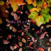 ヒメ日記 2025/11/14 18:42 投稿 宮野　とうこ ソープランド蜜 人妻・美熟女専門店