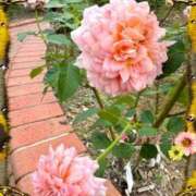 ヒメ日記 2025/11/15 11:14 投稿 宮野　とうこ ソープランド蜜 人妻・美熟女専門店