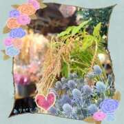 ヒメ日記 2025/11/17 11:32 投稿 宮野　とうこ ソープランド蜜 人妻・美熟女専門店