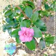 ヒメ日記 2025/11/20 09:32 投稿 宮野　とうこ ソープランド蜜 人妻・美熟女専門店