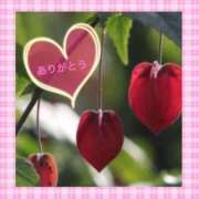 ヒメ日記 2025/11/22 10:58 投稿 宮野　とうこ ソープランド蜜 人妻・美熟女専門店