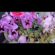 ヒメ日記 2025/04/18 18:11 投稿 みゆき 人妻美人館