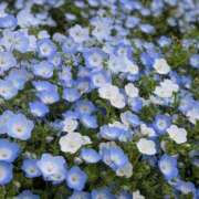 みゆき [お題]from:５千本紅葉さん 人妻美人館