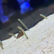 ヒメ日記 2024/12/11 12:01 投稿 ふあ 世界のあんぷり亭 錦糸町店