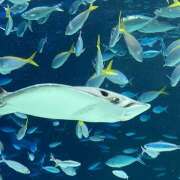 ヒメ日記 2026/02/19 12:00 投稿 ふあ 世界のあんぷり亭 錦糸町店