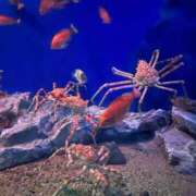 ヒメ日記 2025/03/22 17:03 投稿 いちか 船橋ときめき女学園