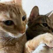 ヒメ日記 2025/02/22 22:51 投稿 ちはや 即アポマダム～名古屋店～