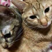 ヒメ日記 2025/04/13 23:11 投稿 ちはや 即アポマダム～名古屋店～