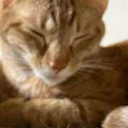 ヒメ日記 2025/04/25 03:01 投稿 ちはや 即アポマダム～名古屋店～