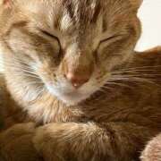 ヒメ日記 2025/07/23 23:33 投稿 ちはや 即アポマダム～名古屋店～