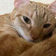 ヒメ日記 2025/07/30 20:38 投稿 ちはや 即アポマダム～名古屋店～