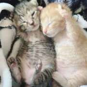 ヒメ日記 2025/08/01 21:21 投稿 ちはや 即アポマダム～名古屋店～